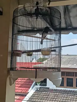 Kacer Jabar Ring dan deker tipis