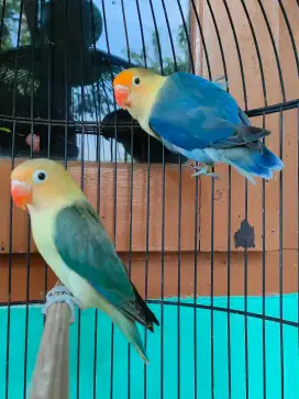 LoveBird Jodoan