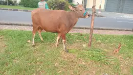 Menjual sapi qurban