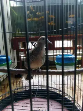 Perkutut Kalung Tepuk/Kemben