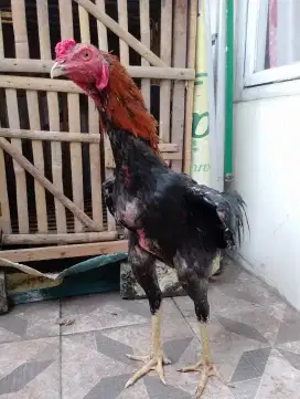 Ayam Bangkok Muda