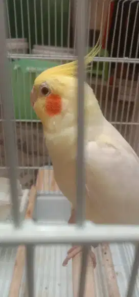 Di jual burung kesayangan set kandang