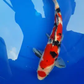 Ikan Koi Sanke Ikan Hias