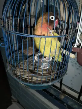 Lovebird betina sehat