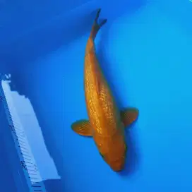 Ikan Hias Ikan Koi