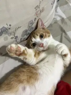 Munchkin x Sphynx Ceper Kucing 10 Bulan