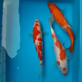 Ikan Koi Ikan Hias