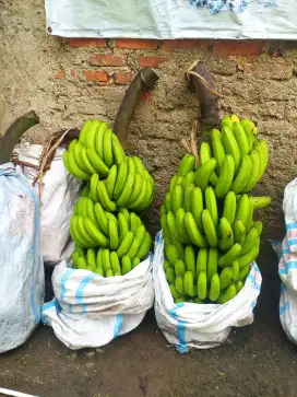 Pisang Cavendhise