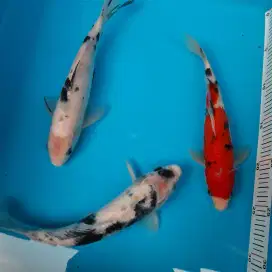 Ikan Koi Ikan Hias Koi