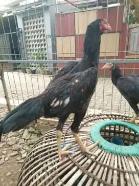 Jual borong janggaran Bangkok ada 5 ekor