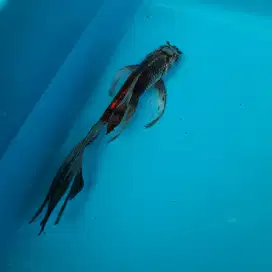 Ikan Koi Ikan Hias Koi
