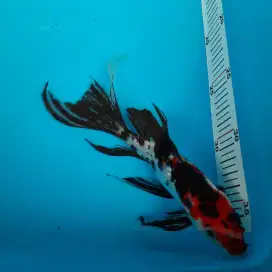 Ikan Koi Ikan hias