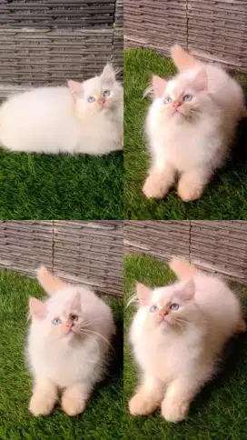 kucing kitten anakan anggora persia ragdolll munchkin scottish british