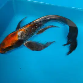 Ikan Koi Ikan hias Koi