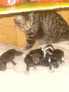 Free open adopt kitten Mixdom