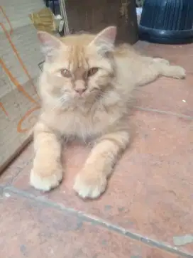Kucing persia flatnoise / 7 bln
