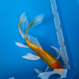Ikan koi slayer ikan hias kumpay