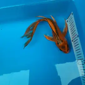 Ikan koi kumpay koi slayer ikan hias