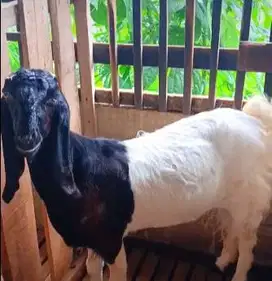 kambing betina majir 70kiloan siap hewan kurban murmer ekonomisan puas