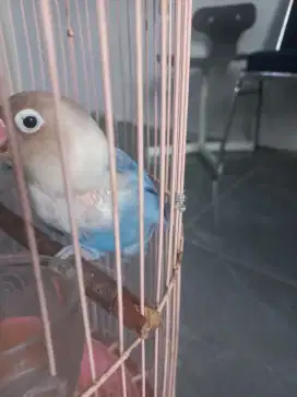 Lovebird betina mapan