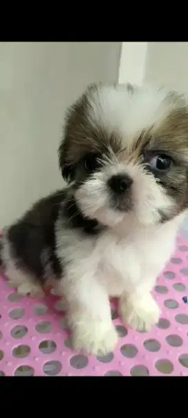 Mini shihtzu non stb