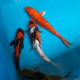 Ikan koi Ikan Hias