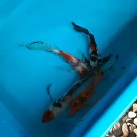 Ikan Koi Kumpay Ikan Hias Slayer koi Slayer