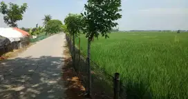 JUAL SAWAH MURAH