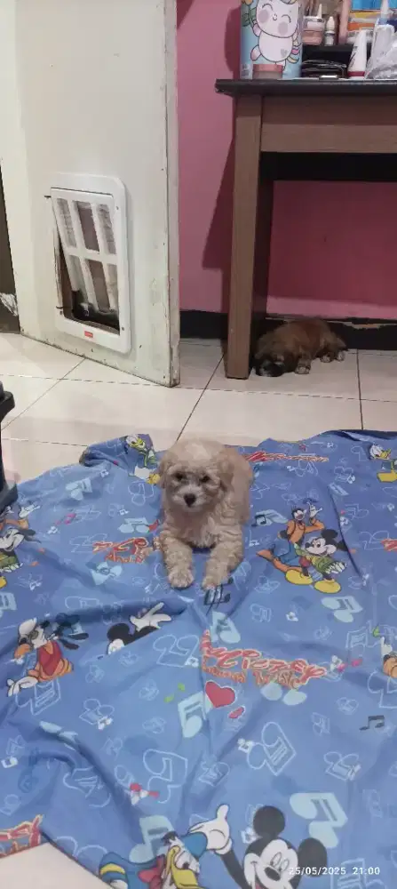 Poodle Betina 5 bulan