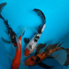 Koi Kumpay Ikan Koi Slayer sleyer