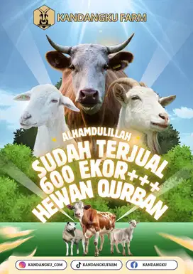 Qurban kambing Sapi