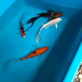 Ikan Koi Kumpay ikan Hias koi slayer