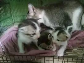 KITTEN MIXDOME BETINA & JANTAN