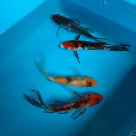 Ikan Koi Slayer Kumpay ikan Hias