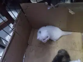 Jual kitten persia flatnose bulu kapas