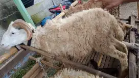 Jual hewan qurban domba sapi
