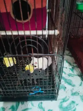 Sugar Glider Leucistic & Whiteface