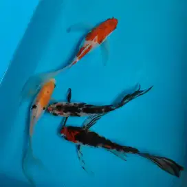 Ikan Koi Kumpay Slayer Ikan Hias