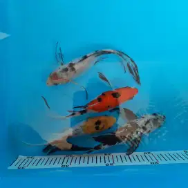 Ikan Koi Kumpay Slayer Ikan Hias