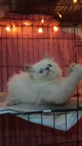 Kitten Himalaya flatnose longhair jantan umur 2bulan