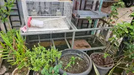 Umbaran burung kenari ,lovebird, burcil