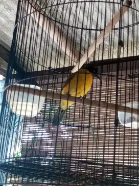 KUTILANG EMAS RAJIN GACOR 250 BURJA NET AJA RAWATAN LAMA