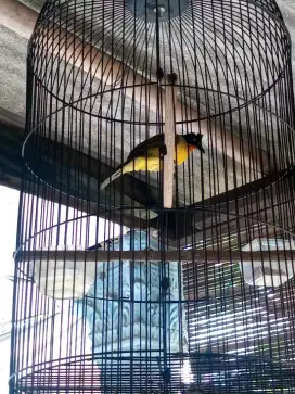 KUTILANG EMAS GACOR BRISIK 250 BURJA NET NOT