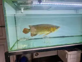 Arwana super red