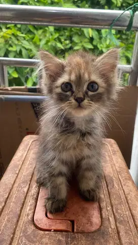 open adop anak kucing persia x persia umur 3 bulan, gembul