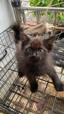 open adop anak kucing persia umur 3 bulan