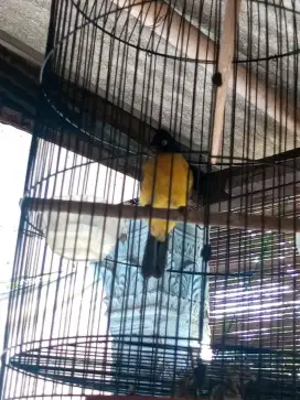 KUTILANG EMAS HARIAN RAJIN GACOR BRISIK 250 AJA BURJA NET