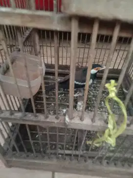 Jual burung jalak suren sdh bunyi