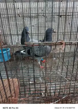 Anakan merpati pos, belum naik genteng