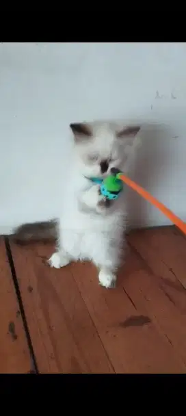 Kucing ragdoll 4 bulan
